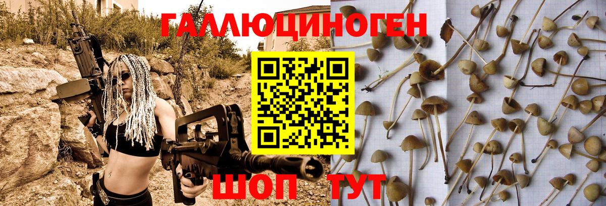 Галлюциногенные грибы Psilocybine cubensis Коммунар